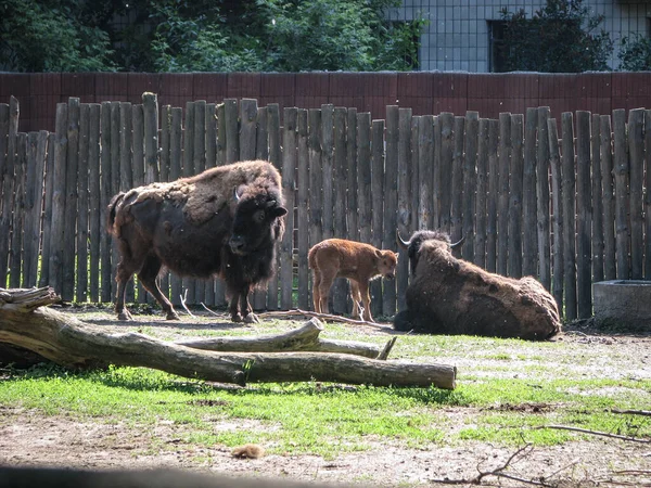 Bison Nära Det Stora Staketet Reservatet Vilda Djur Symbol För — Stockfoto