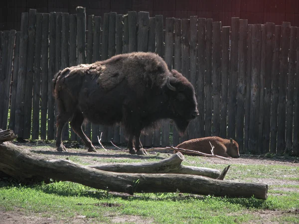 野牛靠近保护区的大栅栏 野生动物是野外力量和稳定的象征 库存照片背景 — 图库照片