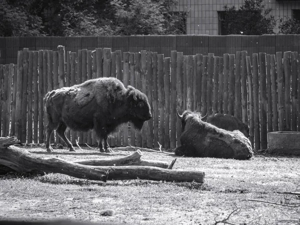 Bison Vicino Alla Grande Recinzione Della Riserva Animale Selvatico Simbolo — Foto Stock