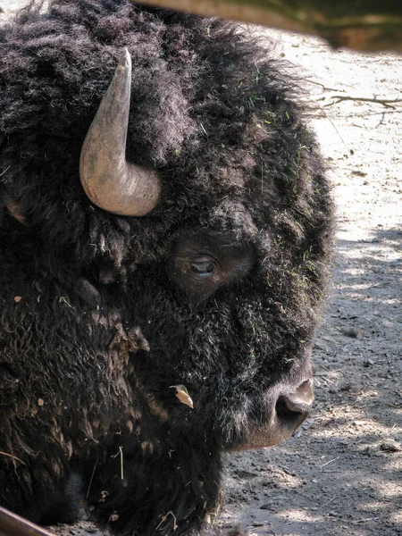 Bison Vicino Alla Grande Recinzione Della Riserva Animale Selvatico Simbolo — Foto Stock