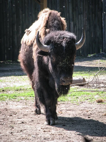 Bison Vicino Alla Grande Recinzione Della Riserva Animale Selvatico Simbolo — Foto Stock