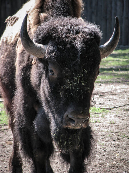 Зубр возле большого забора заповедника. Дикое животное является символом силы и стабильности в дикой природе. Фондовый фон
