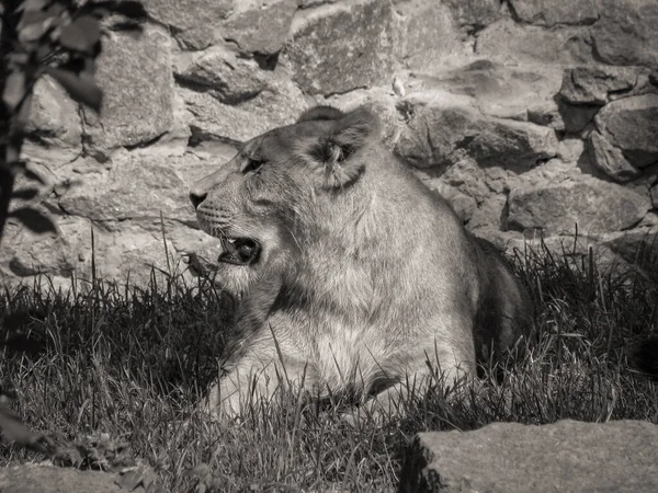 Animaux Sauvages Dans Nature Lionne Cherche Nourriture Pour Fierté Image — Photo