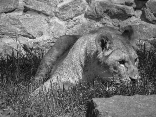 Animaux Sauvages Dans Nature Lionne Cherche Nourriture Pour Fierté Image — Photo
