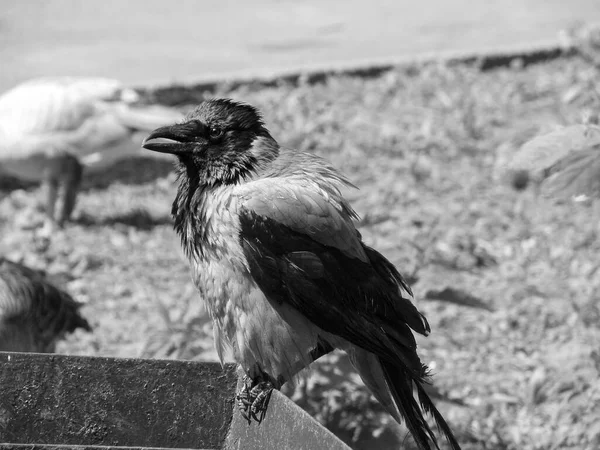 Corbeau Est Assis Sur Une Boîte Des Branches Photo Sombre — Photo