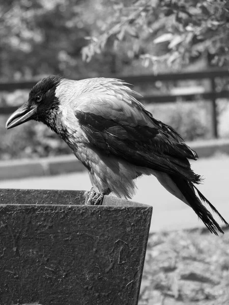 Raven Sits Box Branches Dark Gloomy Photo Bird Stock Photo — Stock Photo, Image