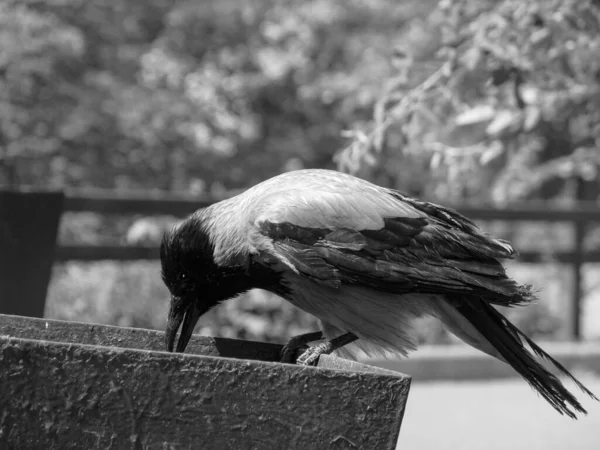 Raven Sitter Låda Och Grenar Mörk Dyster Bild Med Fågel — Stockfoto