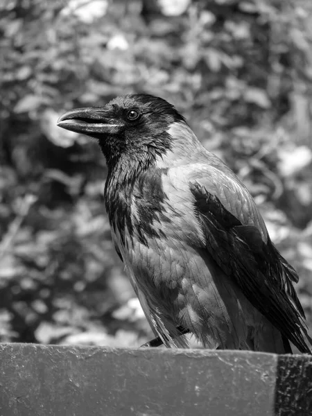 Corbeau Est Assis Sur Une Boîte Des Branches Photo Sombre — Photo