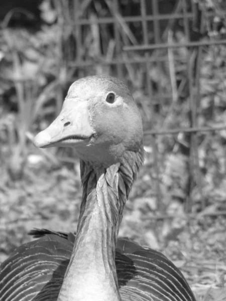 Gansos Parque Fondo Del Lago Carretera Animales Granja Rancho Stock —  Fotos de Stock