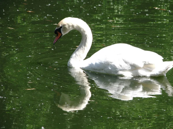 Beautiful white swan on the lake. A large bird swims on the river. Stock photo for design.