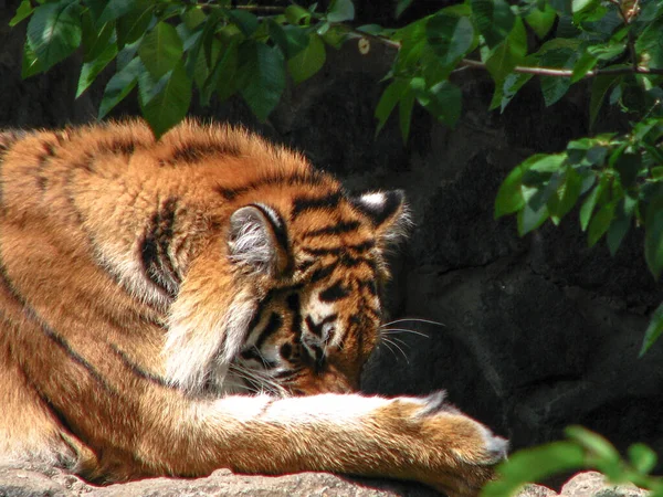 Bellissimo Predatore Natura Tigre Agguato Alla Ricerca Una Preda Bestiame — Foto Stock