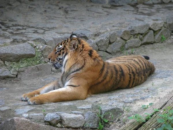 Bellissimo Predatore Natura Tigre Agguato Alla Ricerca Una Preda Bestiame — Foto Stock