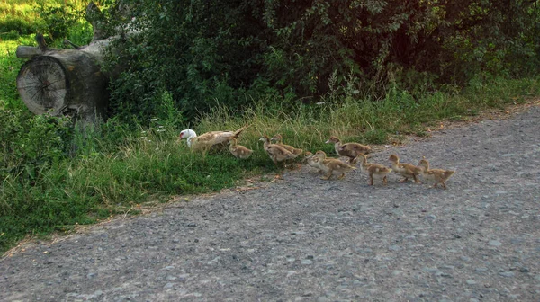 Liten Familj Ankor Med Sin Mamma Som Växer Upp Fåglar — Stockfoto