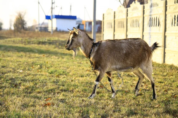 Cabra Una Granja Pueblo Sobre Fondo Pastos Verdes Animal Come — Foto de Stock