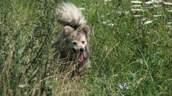 Mignon Animal Compagnie Sur Nature Près Maison Pauvre Chien Sans — Photo