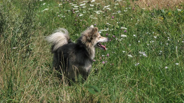 Mignon Animal Compagnie Sur Nature Près Maison Pauvre Chien Sans — Photo