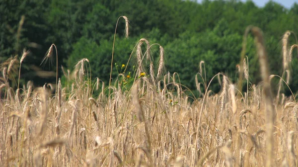 Reifer Weizen Auf Dem Feld Der Sonne Hintergrund Für Die — Stockfoto