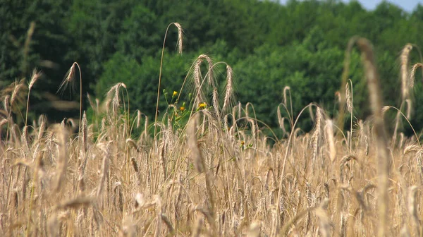 Blé Mûri Sur Champ Soleil Fond Stock Agricole Pour Conception — Photo