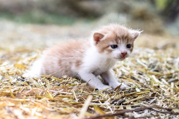 Новорожденные Кошки Играют Природе Котёнок Юном Возрасте Впервые Природе Матери — стоковое фото