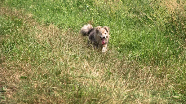 Mignon Animal Compagnie Sur Nature Près Maison Pauvre Chien Sans — Photo