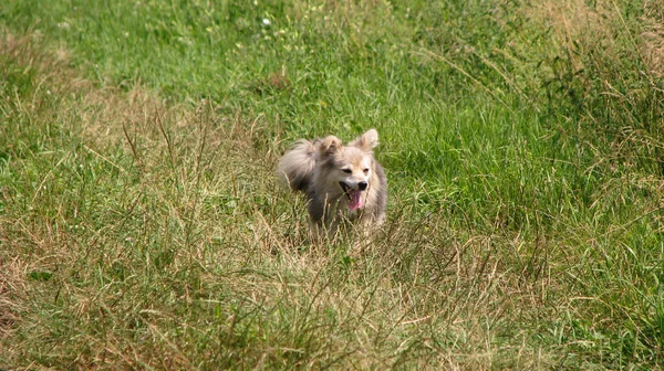 Linda Mascota Naturaleza Cerca Casa Perro Pobre Sin Hogar Jugando — Foto de Stock