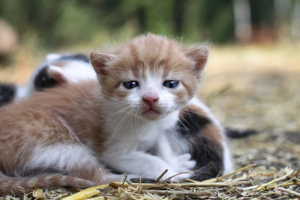 Новорожденные Кошки Играют Природе Котёнок Юном Возрасте Впервые Природе Матери — стоковое фото