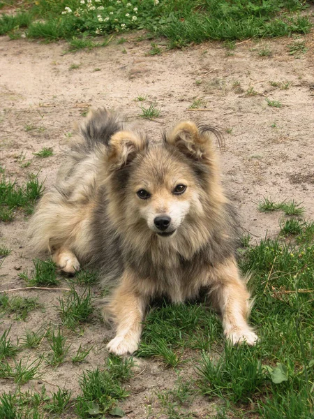 Mignon Animal Compagnie Sur Nature Près Maison Pauvre Chien Sans — Photo