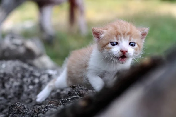 Новорожденные Кошки Играют Природе Котёнок Юном Возрасте Впервые Природе Матери — стоковое фото