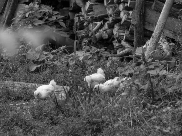 Köyde Doğa Yürüyüşü Yapan Bir Tavuk Çiçekler Çalıların Arasında Çiftlik — Stok fotoğraf
