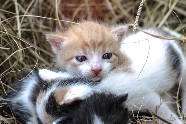 Neugeborene Katzen Spielen Der Natur Ein Jungtier Jungen Jahren Zum — Stockfoto