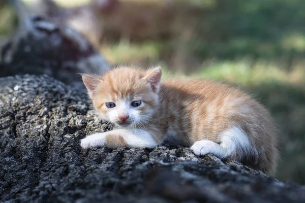 Новорожденные Кошки Играют Природе Котёнок Юном Возрасте Впервые Природе Матери — стоковое фото