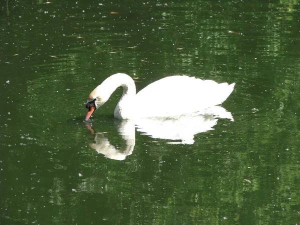 Beautiful White Swan Lake Large Bird Swims River Stock Photo — Stock Photo, Image