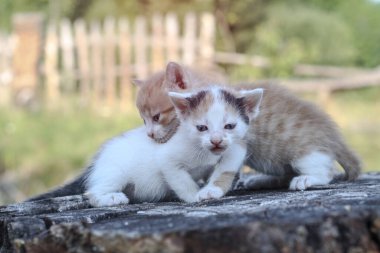 Yeni doğmuş kediler doğada oynar. Doğada ilk kez genç yaşta annesiz bir kedi yavrusu. Tasarım için güzel stok arkaplanı.