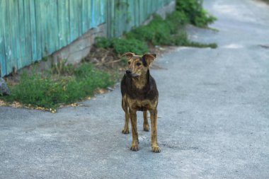Evin yakınındaki doğada sevimli bir hayvan. Evsiz zavallı köpek sokakta oynuyor ve kameraya bakıyor. Tasarım için stok fotoğrafı