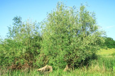 Ağaçlar ve çimlerle kaplı yaz manzarası. Tasarımın için güzel bir arka plan. Tasarım için resim stoku.