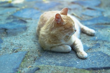 Güzel evcil hayvan şakacı görünümlüdür. İskoç kedisi öğleden sonra oynar. Stok fotoğraf arkaplanı