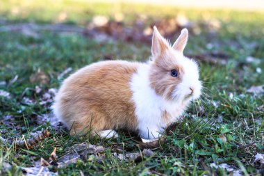 Güzel dekoratif evcil tavşan çayırda yemek yiyor. Açık havada vahşi bir evcil hayvan. Tasarım için stok arkaplanı