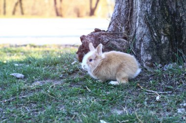 Güzel dekoratif evcil tavşan çayırda yemek yiyor. Açık havada vahşi bir evcil hayvan. Tasarım için stok arkaplanı