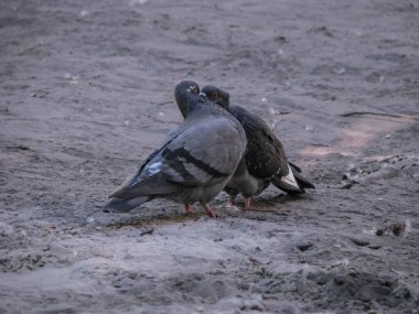 Güzel, koyu renkli çift güvercin çiftleşme oyunu. Kuşlar yerde oynar. Romantik arka plan stoku.