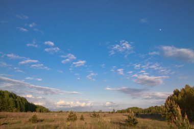 Doğanın güzel yaz manzarası. Yeşil çimenler ve tepeli ağaçlar. Tasarım için stok fotoğrafı