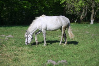 Köyün otlağında güzel bir yarış atı. Ormanın yakınında at var. Tasarım için stok arkaplanı