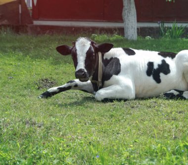 İnek doğada bir çayırda otlar. Çiftlik sığırları olan çayır. Hindistan Budistler arasında kutsal bir hayvandır. Tasarım için stok arkaplanı