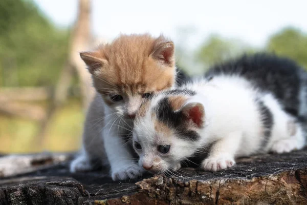 Новорожденные Кошки Играют Природе Котёнок Юном Возрасте Впервые Природе Матери — стоковое фото