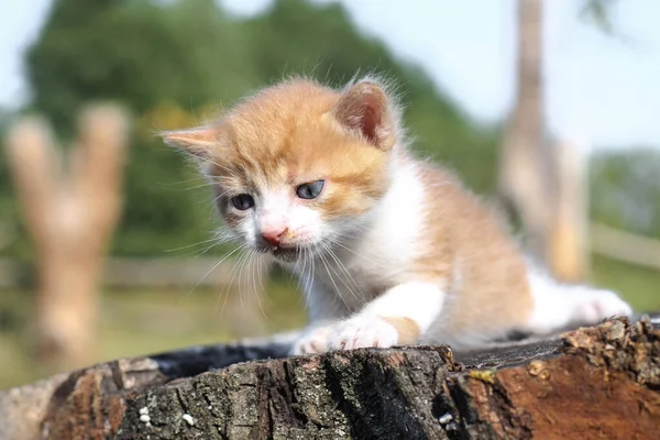 Pasgeboren Katten Spelen Natuur Een Kitten Jonge Leeftijd Voor Het — Stockfoto