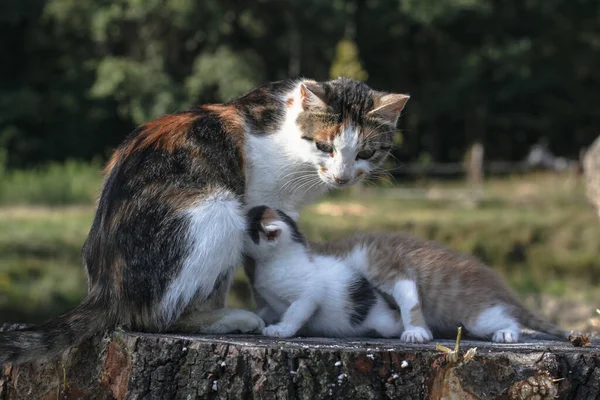 Máma Kočka Dětma Koťata Kočičí Mléko Přírodu Domácí Mazlíček Venkově — Stock fotografie