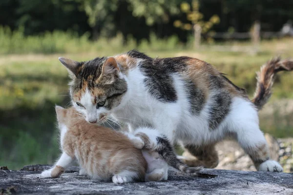 Mama Kat Met Haar Kinderen Kittens Kattenmelk Van Natuur Huisdier — Stockfoto