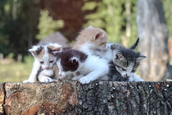 Newborn Cats Play Nature Kitten Young Age First Time Nature — Stock Photo, Image