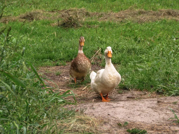 農場の土地で国内アヒル 公共の場所で公園の装飾鳥 デザインのためのストックフォト — ストック写真