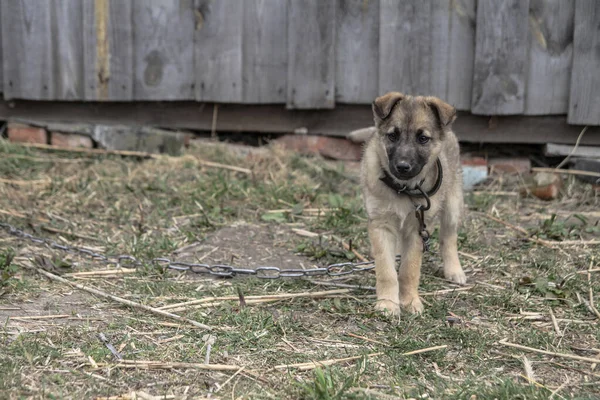 Mignon Animal Compagnie Sur Nature Près Maison Pauvre Chien Sans — Photo