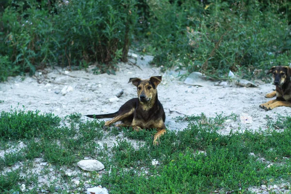 Mignon Animal Compagnie Sur Nature Près Maison Pauvre Chien Sans — Photo